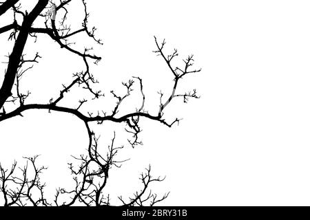 Silhouette di un albero senza foglie isolato su sfondo bianco. Foto Stock