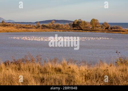 Enorme gregge di pellicani stanno riposando sulla scialpa al lago di Caratza Dimou Aigeirou vicino al villaggio di Fanari, regione di Xanthi nella Grecia settentrionale, soleggiato tardo pomeriggio autunnale. Fuoco selettivo poco profondo Foto Stock