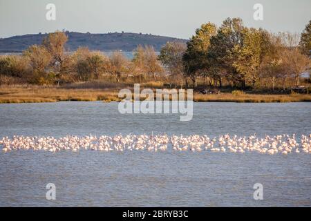 Enorme gregge di pellicani stanno riposando sulla scialpa al lago di Caratza Dimou Aigeirou vicino al villaggio di Fanari, regione di Xanthi nella Grecia settentrionale, soleggiato tardo pomeriggio autunnale. Fuoco selettivo poco profondo Foto Stock