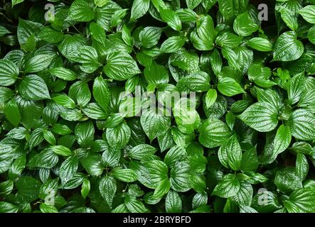 Foglie verdi sfondo dalla vista dall'alto, Piper sarmentosum o Wildbetal frondbush Tailandese erba Foto Stock