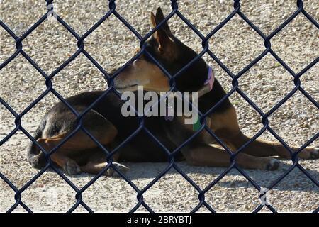 Avviso su guardia roba di rifiuto cantiere cane dietro recinzione Foto Stock