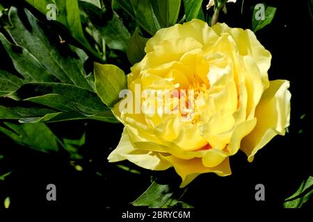 Peony 'Bartzella' - Itoh Peony Foto Stock