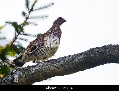 Gallo di nocciole maschio (Tetrastes bonasia) arroccato sul ramo di betulla alto sopra il terreno in foresta scura Foto Stock