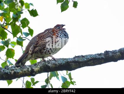 Il gallo di nocciole maschio (Tetrastes bonasia) canta la sua canzone sul ramo di betulla in foresta leggera Foto Stock