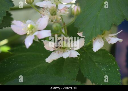 ape su bacche nere fiorenti Foto Stock