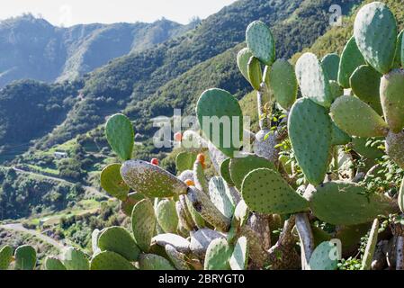 Vista panoramica sulle montagne di Anaga - trekking Tenerife, Spagna Foto Stock