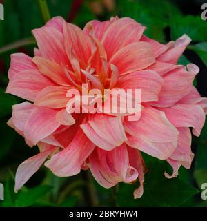 Kathmandu Nepal - Giardino dei sogni Rosa giallo Dahlia fiore Foto Stock