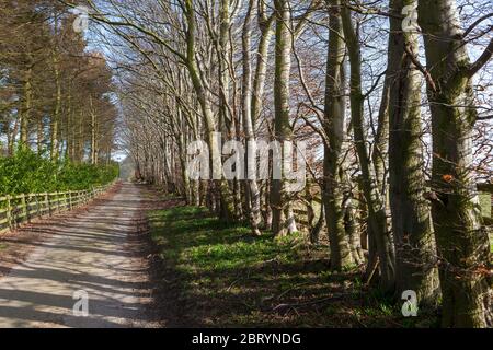 Una strada stretta che attraversa un viale di alberi in una soleggiata giornata primaverile ad Harewood, West Yorkshire Foto Stock