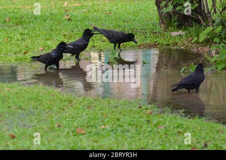 corvo della giungla che si erge sull'acqua in natura, nota selezionare il fuoco più a sinistra Foto Stock