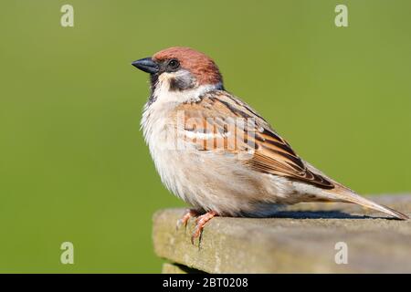 Tree Sparrow (Passer montanus) presso la riserva naturale RSPB Bempton Cliffs Foto Stock