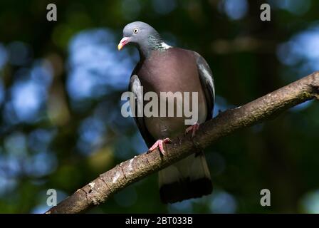 Un Pigeon di legno di allarme tiene un occhio sui passers-vicino poichè controlla sopra il socio vicino, incubando la loro frizione delle uova in un nido di bastone fletty Foto Stock