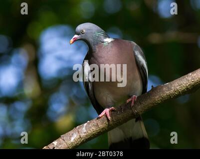 Un Pigeon di legno di allarme tiene un occhio sui passers-vicino poichè controlla sopra il socio vicino, incubando la loro frizione delle uova in un nido di bastone fletty Foto Stock