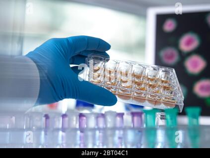 Biomedico Ricerca, scienziato preparazione di una piastra multipozzino per analisi analitiche di campioni in laboratorio. Foto Stock