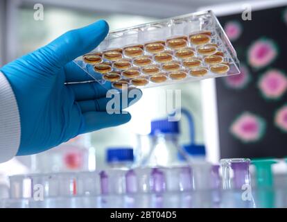 Biomedico Ricerca, scienziato preparazione di una piastra multipozzino per analisi analitiche di campioni in laboratorio. Foto Stock