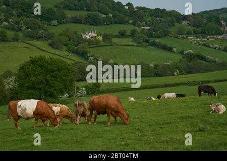 Bestiame in lussureggianti campi verdi della valle di Woolley, un'area di eccezionale bellezza naturale nei Cotswolds alla periferia di Bath, Inghilterra, Regno Unito. Foto Stock