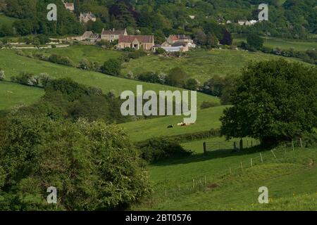 Bestiame in lussureggianti campi verdi della valle di Woolley, un'area di eccezionale bellezza naturale nei Cotswolds alla periferia di Bath, Inghilterra, Regno Unito. Foto Stock