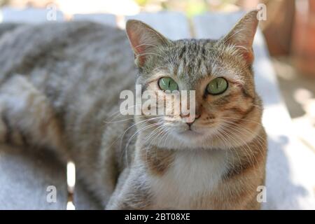 Un gatto sdraiato su una sedia, occhi che puntano in avanti. Foto Stock