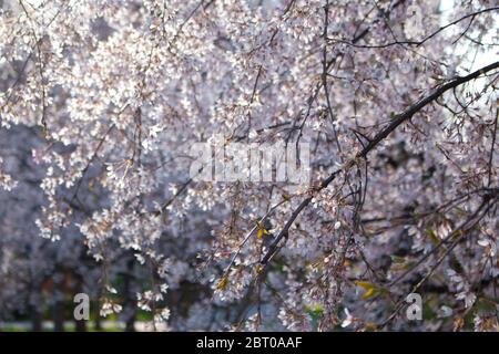 Ciliegio di uccello in fiore (lat. Prunus padus) Foto Stock