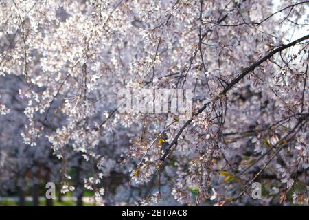 Ciliegio di uccello in fiore (lat. Prunus padus) Foto Stock