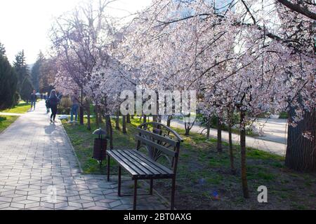 Ciliegio di uccello in fiore (lat. Prunus padus) Foto Stock