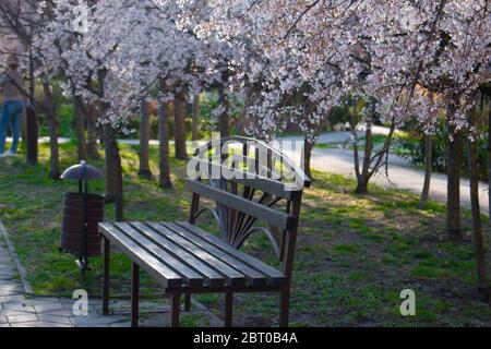 Ciliegio di uccello in fiore (lat. Prunus padus) Foto Stock