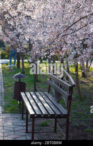 Ciliegio di uccello in fiore (lat. Prunus padus) Foto Stock