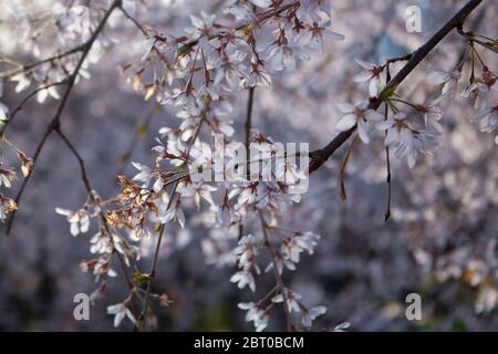 Ciliegio di uccello in fiore (lat. Prunus padus) Foto Stock