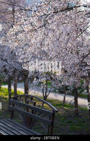 Ciliegio di uccello in fiore (lat. Prunus padus) Foto Stock