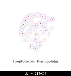 Streptococcus thermophilus probiotici su bianco Illustrazione Vettoriale