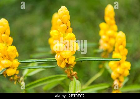 Fiore giallo di Senna alata, un importante albero medicinale, nonché una pianta ornamentale fiorente della sottofamiglia Caesalpinioideae Foto Stock