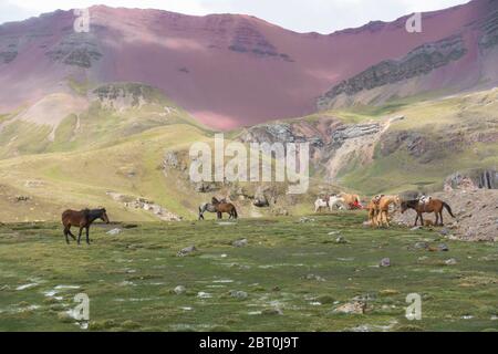 Cavalli che pascolano vicino alla montagna di Vinicunca, conosciuta anche come la montagna dei sette colori, o montagna arcobaleno nelle Ande peruviane. Foto Stock