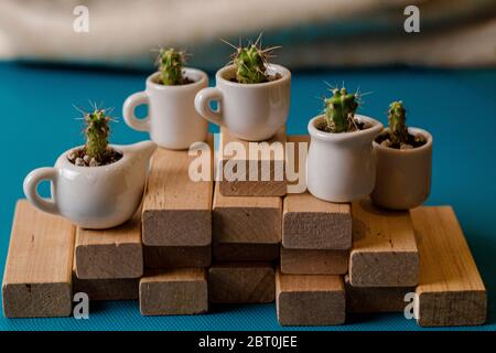 Piccoli cactus ornamentali domestici nelle graziose tazze in ceramica su tavole di legno. Composizione di mini giardini di succulenti pricciosi su sfondo blu. PL Foto Stock