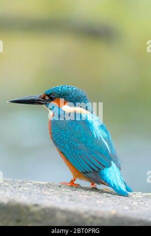 Primo piano Kingfisher sul fiume Foto Stock