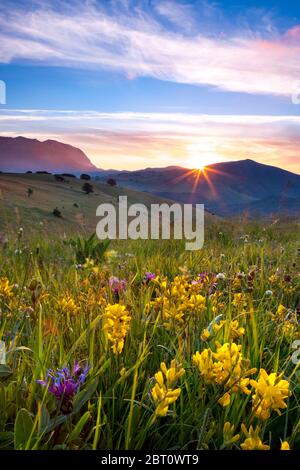 Fiori selvatici all'alba nel Parco Nazionale dei Monti Sibillini, Umbria, Italia Foto Stock