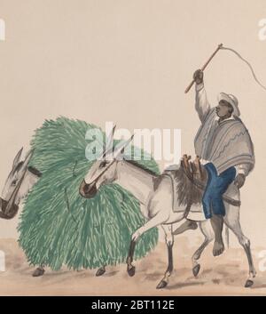 Un uomo che cavalcava un mulo, la sua frusta sollevata, un altro mulo carico di erba accanto, da un gruppo di disegni raffiguranti costume peruviano, ca. 1848. Foto Stock