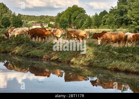 I bovini sulle rive del fiume Bille vicino Billwerder si riflettono nell'acqua. Foto Stock