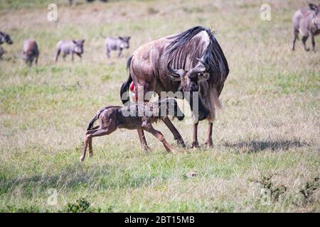 Madre wildebeest interagisce con il suo vitello appena nato nel Masai Mara, Kenya Foto Stock