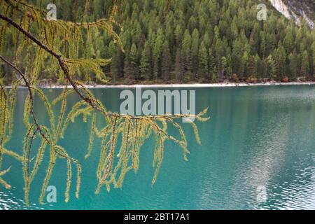 Rami di larice e Lago di Braies Foto Stock