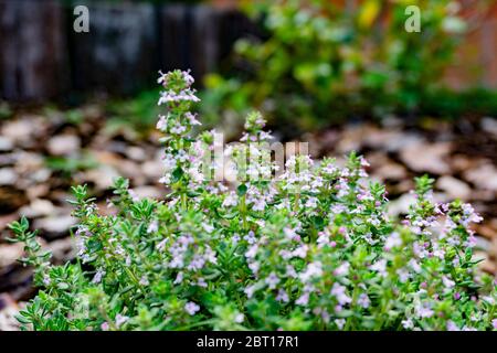 fiore di timo in giardino Foto Stock