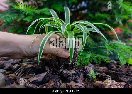 piantando una pianta sul terreno situato nel mio giardino Foto Stock