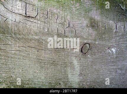 struttura di legno fessurato da un vecchio tronco con muschio Foto Stock