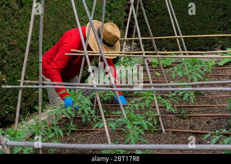 uomo maturo che pianta un raccolto nel giardino domestico Foto Stock