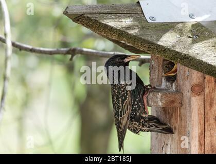 Lo Starling comune si siede su una casa degli uccelli e alimenta un pulcino, su uno sfondo sfocato. Primo piano. Foto Stock