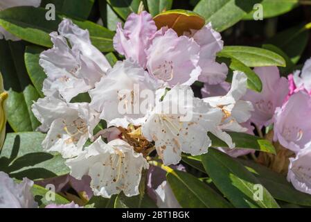 Rhododendron degronianum subsp. Yakushimanum, primo piano di fiori bianchi in primavera Foto Stock