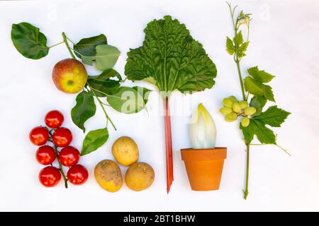Piatto con diversi tipi di verdure fresche locali e frutta come, rabarbaro, pomodoro, mela, uva, cicoria e patate Foto Stock