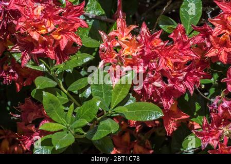 Rododendron Julda Schipp, primo piano con fiori rossi e foglie in primavera Foto Stock