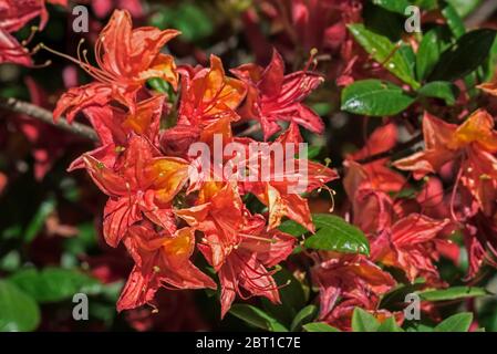 Rododendron Julda Schipp, primo piano con fiori rossi e foglie in primavera Foto Stock