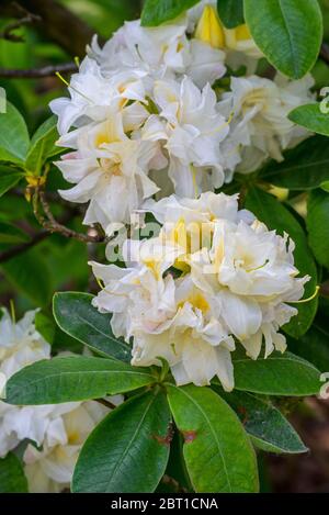 Azalea Chelsea Reach / Chelsea raggiungere Rhododendron, primo piano mostrando fiori bianchi e foglie in primavera Foto Stock