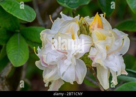 Azalea Chelsea Reach / Chelsea raggiungere Rhododendron, primo piano mostrando fiori bianchi e foglie in primavera Foto Stock