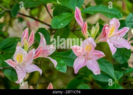 Rododendro Rêve d'Amour, primo piano con fiori rosa e foglie in primavera Foto Stock